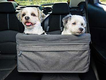 Radiotaxi Dimitra | Transportation of pets 